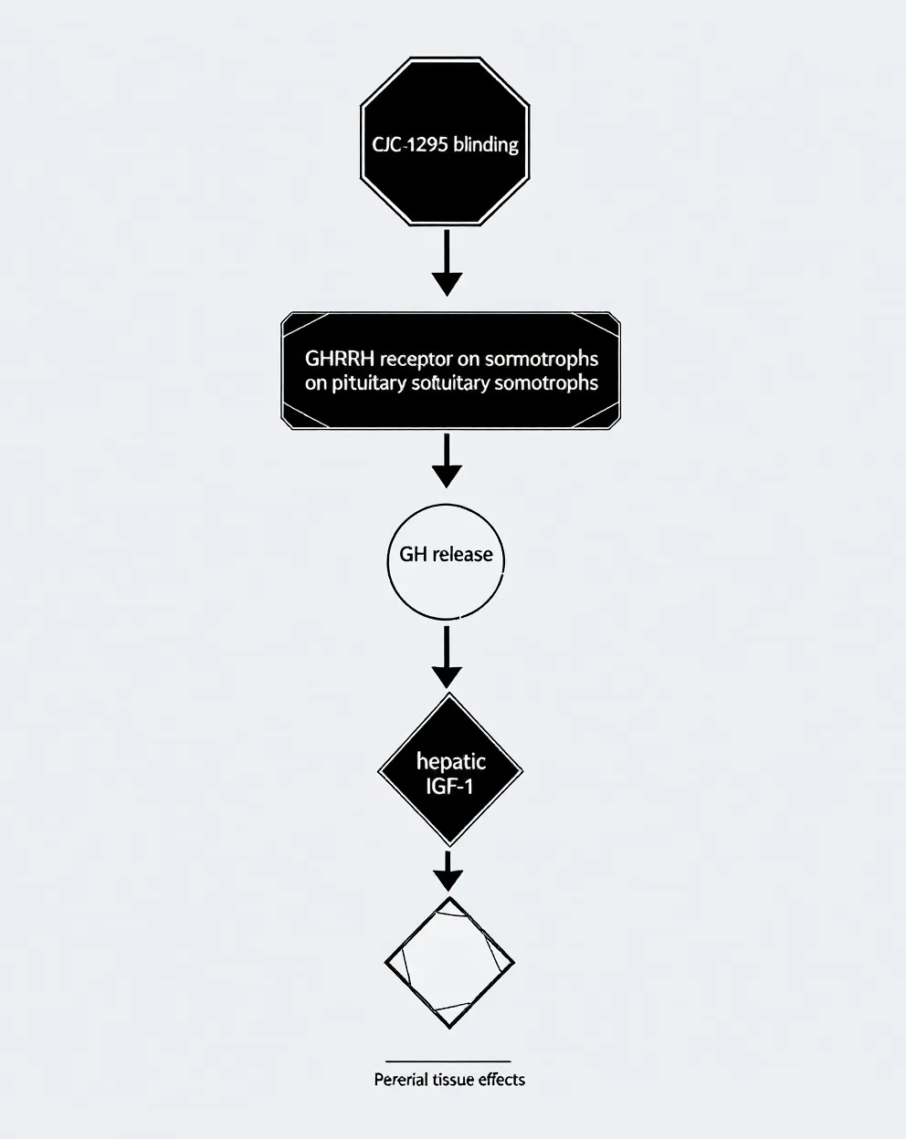 Vertical journal-figure cascade of geometric shapes representing CJC-1295 binding the GHRH receptor and downstream GH and IGF-1 effects